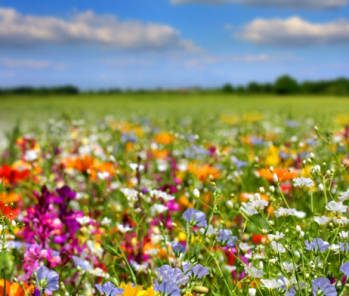 Mehr als 700 Bäume, Obstbäume und Gehölze